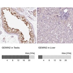 GEMIN2 Antibody, Novus Biologicals 25 &mu;L, Unlabeled:Antibodies, Polyclonal